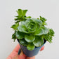Bilde av Aeonium dodrantale/Greenovia-Spanne Plantesalg