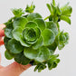 Bilde av Aeonium dodrantale/Greenovia-Spanne Plantesalg