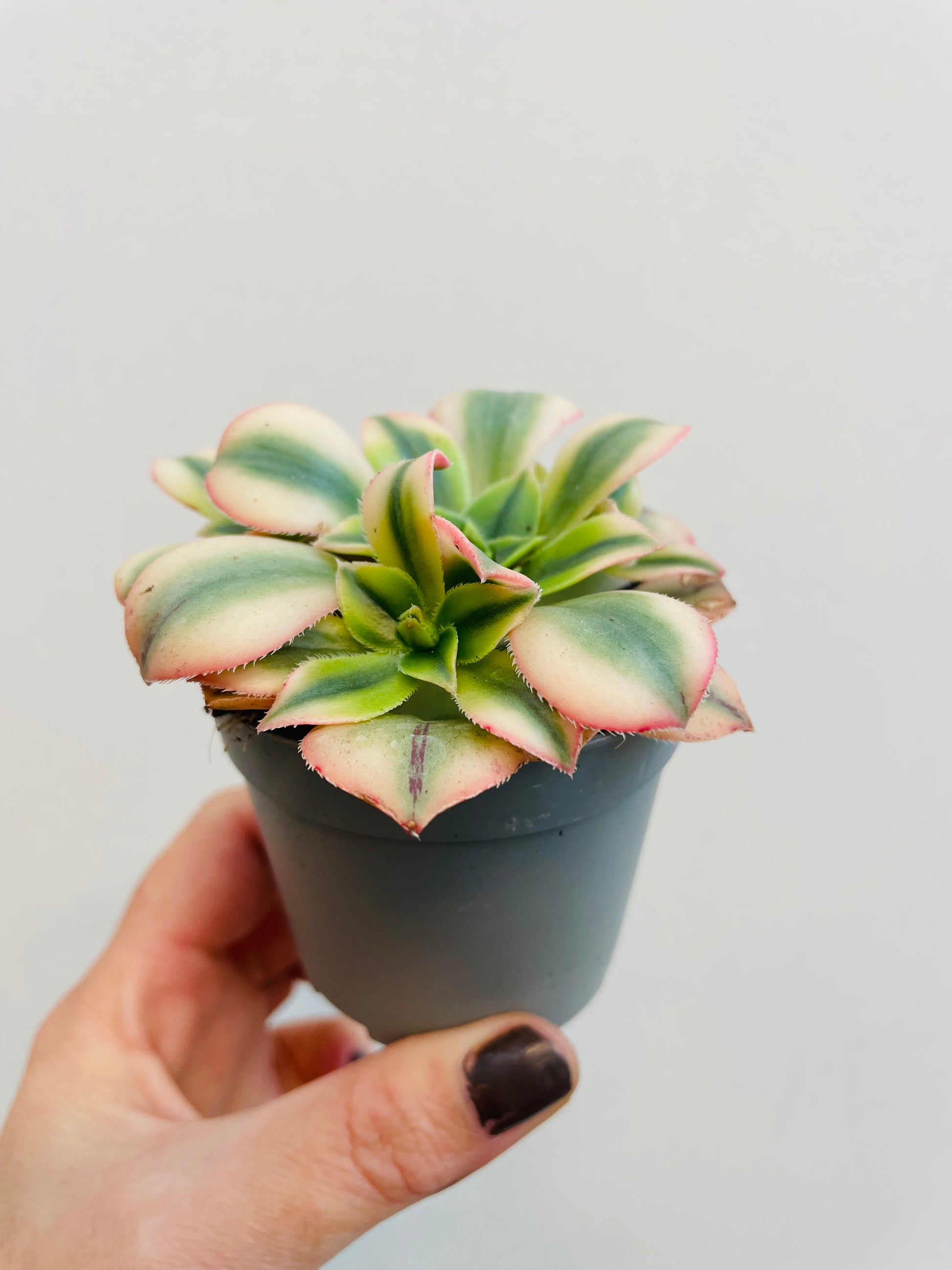 Bilde av Aeonium ‘Florence’-Spanne Plantesalg