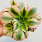 Bilde av Aeonium ‘Florence’-Spanne Plantesalg