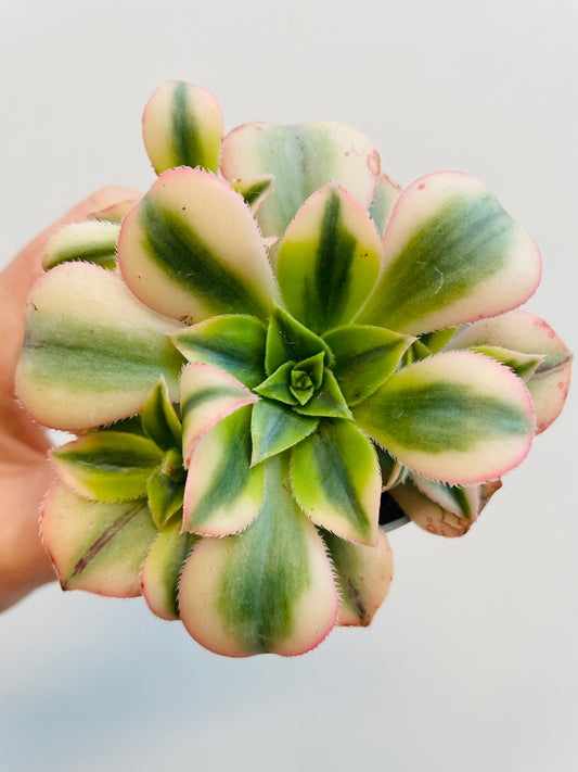 Bilde av Aeonium ‘Florence’-Spanne Plantesalg
