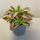 Bilde av Aeonium Forence-Spanne Plantesalg