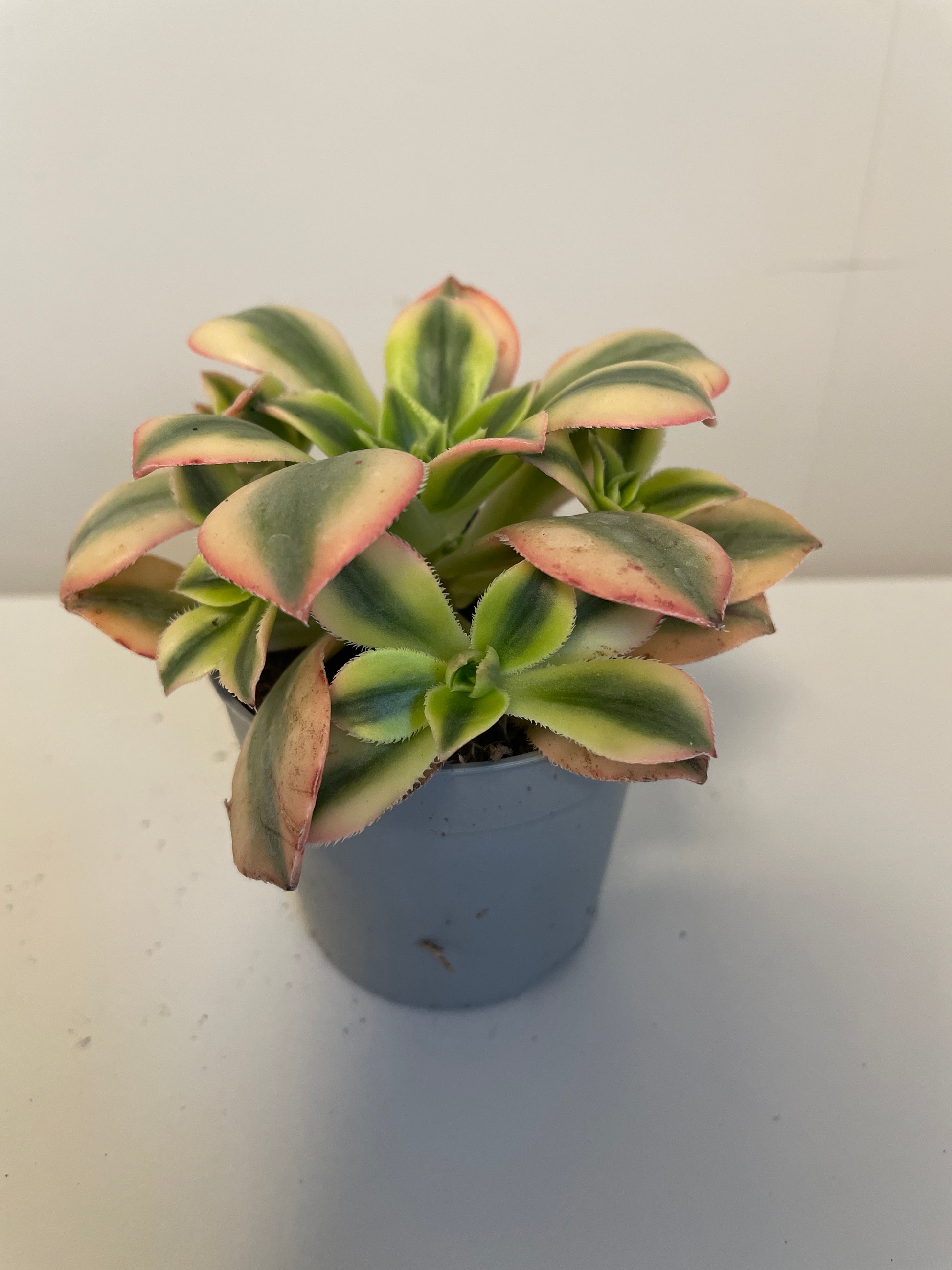 Bilde av Aeonium Forence-Spanne Plantesalg