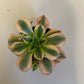Bilde av Aeonium Forence-Spanne Plantesalg