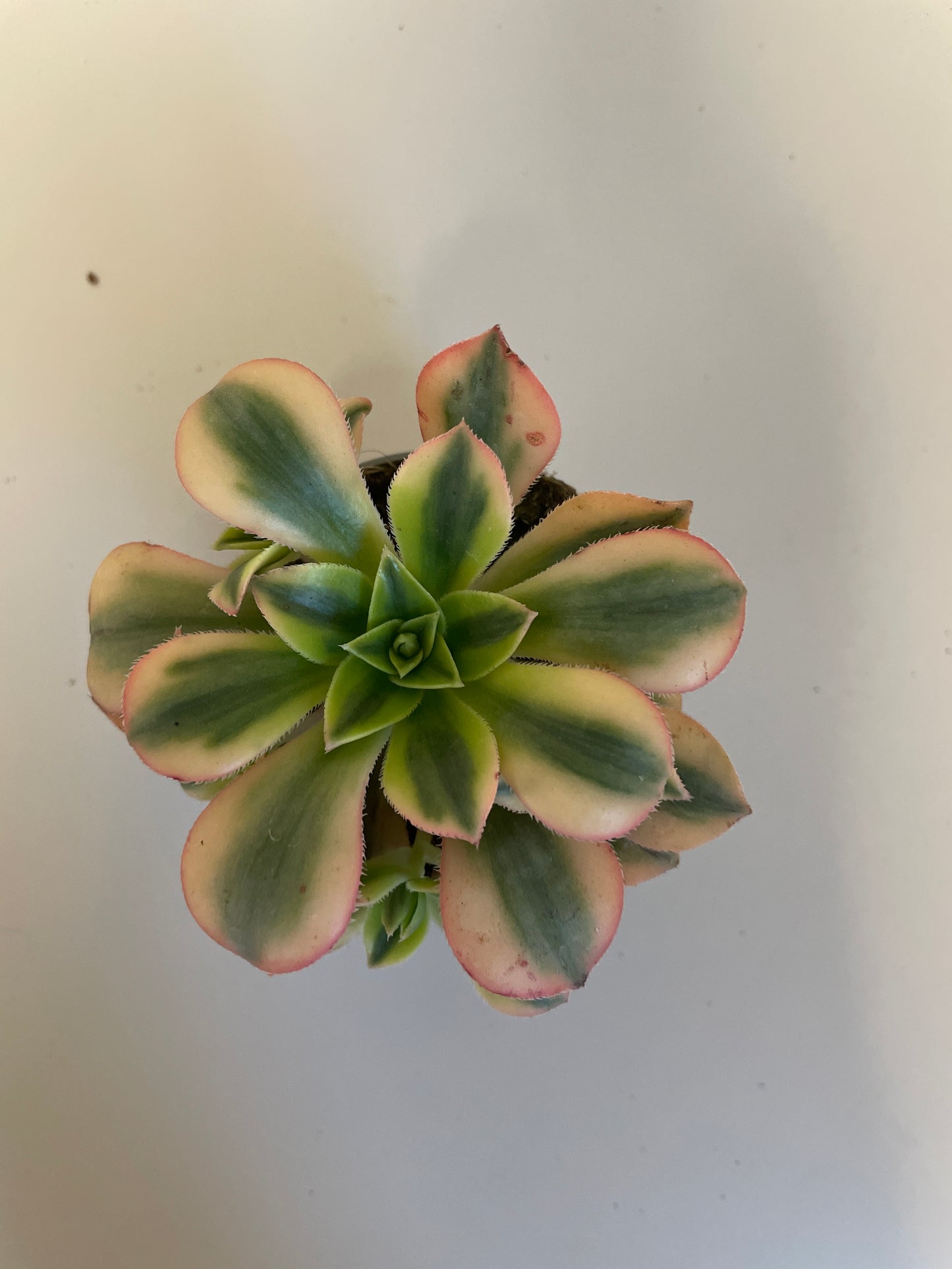 Bilde av Aeonium Forence-Spanne Plantesalg