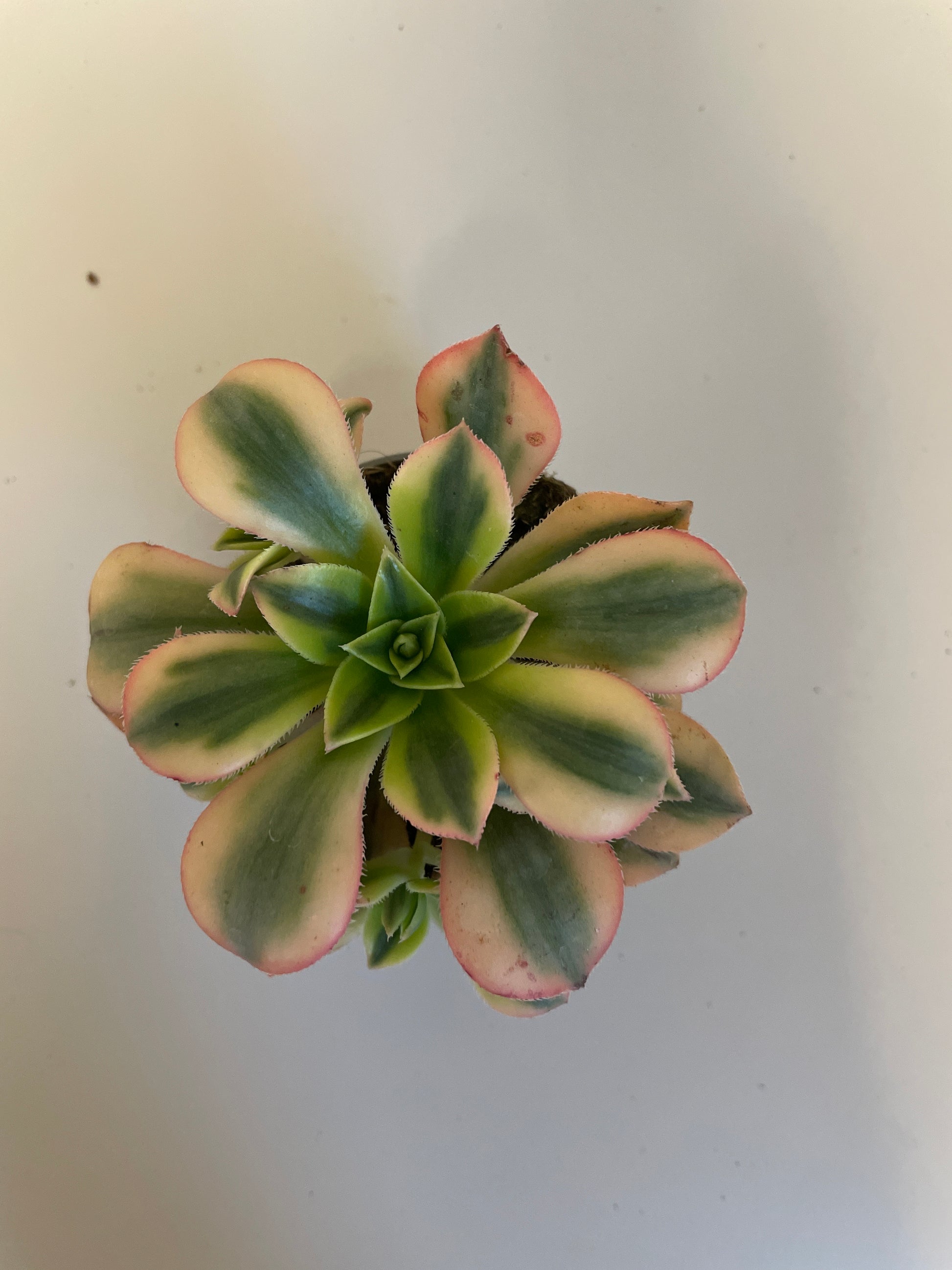 Bilde av Aeonium Forence-Spanne Plantesalg