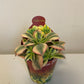 Bilde av Aeonium Forence-Spanne Plantesalg