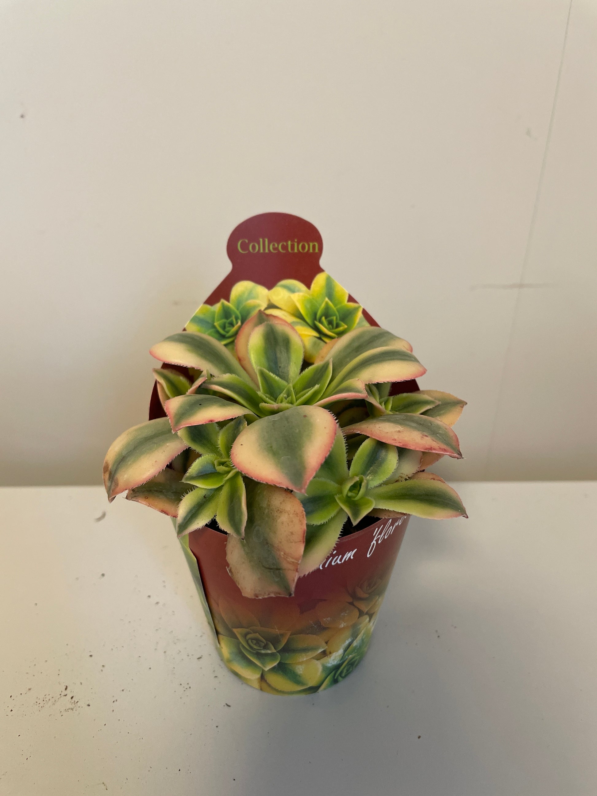 Bilde av Aeonium Forence-Spanne Plantesalg