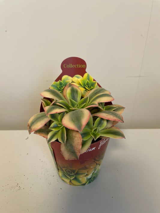 Bilde av Aeonium Forence-Spanne Plantesalg