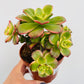 Bilde av Aeonium ‘Kiwi’-Spanne Plantesalg