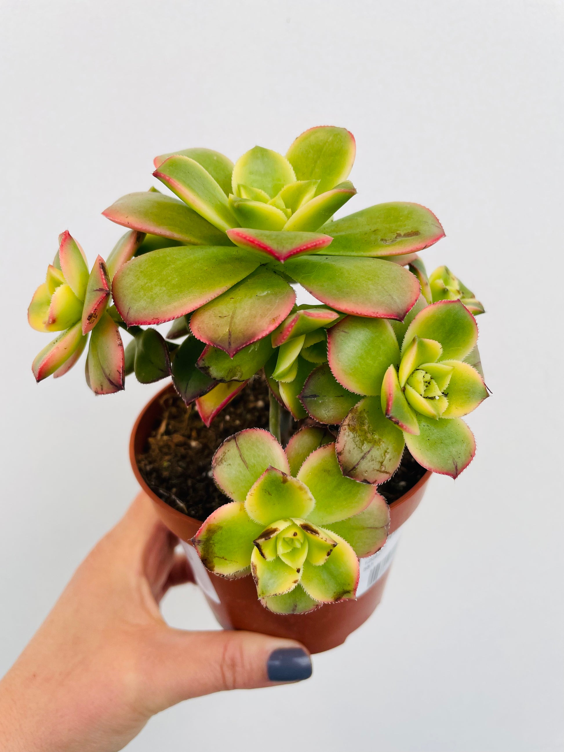 Bilde av Aeonium ‘Kiwi’-Spanne Plantesalg