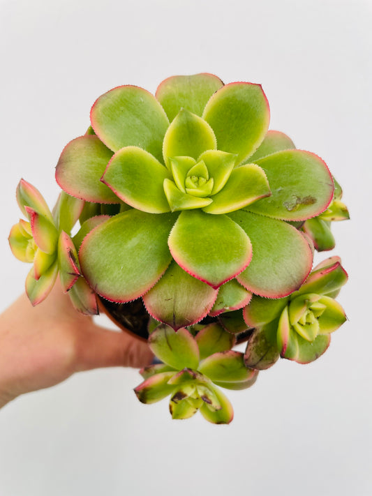 Bilde av Aeonium ‘Kiwi’-Spanne Plantesalg