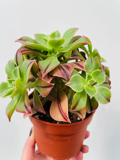 Bilde av Aeonium ‘Red Stripe’-Spanne Plantesalg