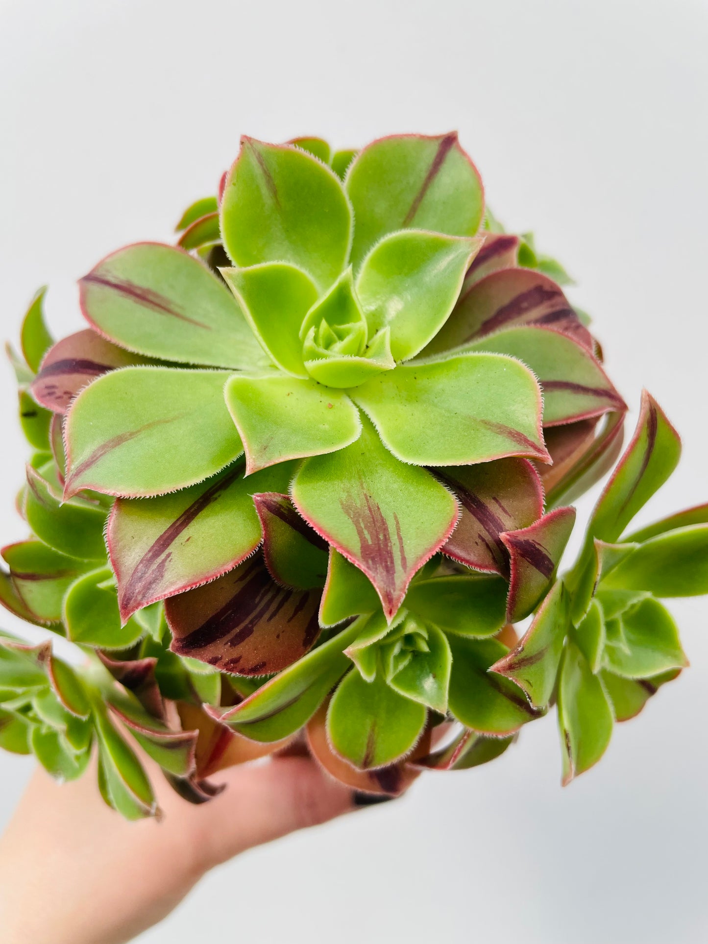 Bilde av Aeonium ‘Red Stripe’-Spanne Plantesalg
