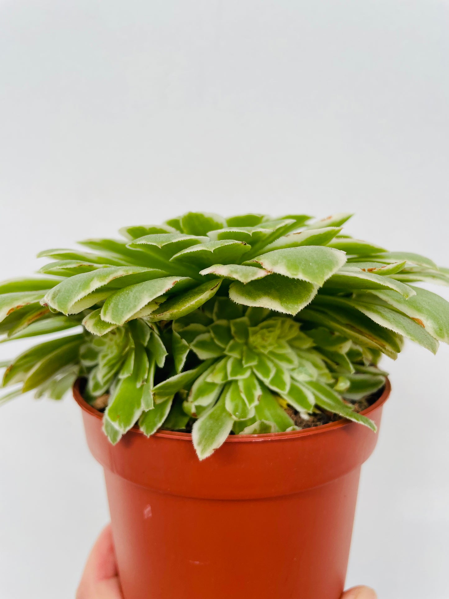 Aeonium tabuliforme variegata