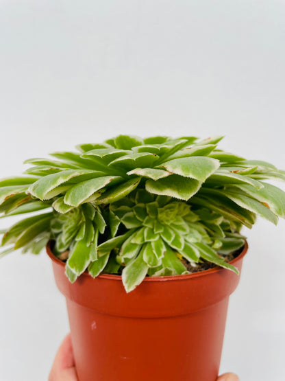 Aeonium tabuliforme variegata