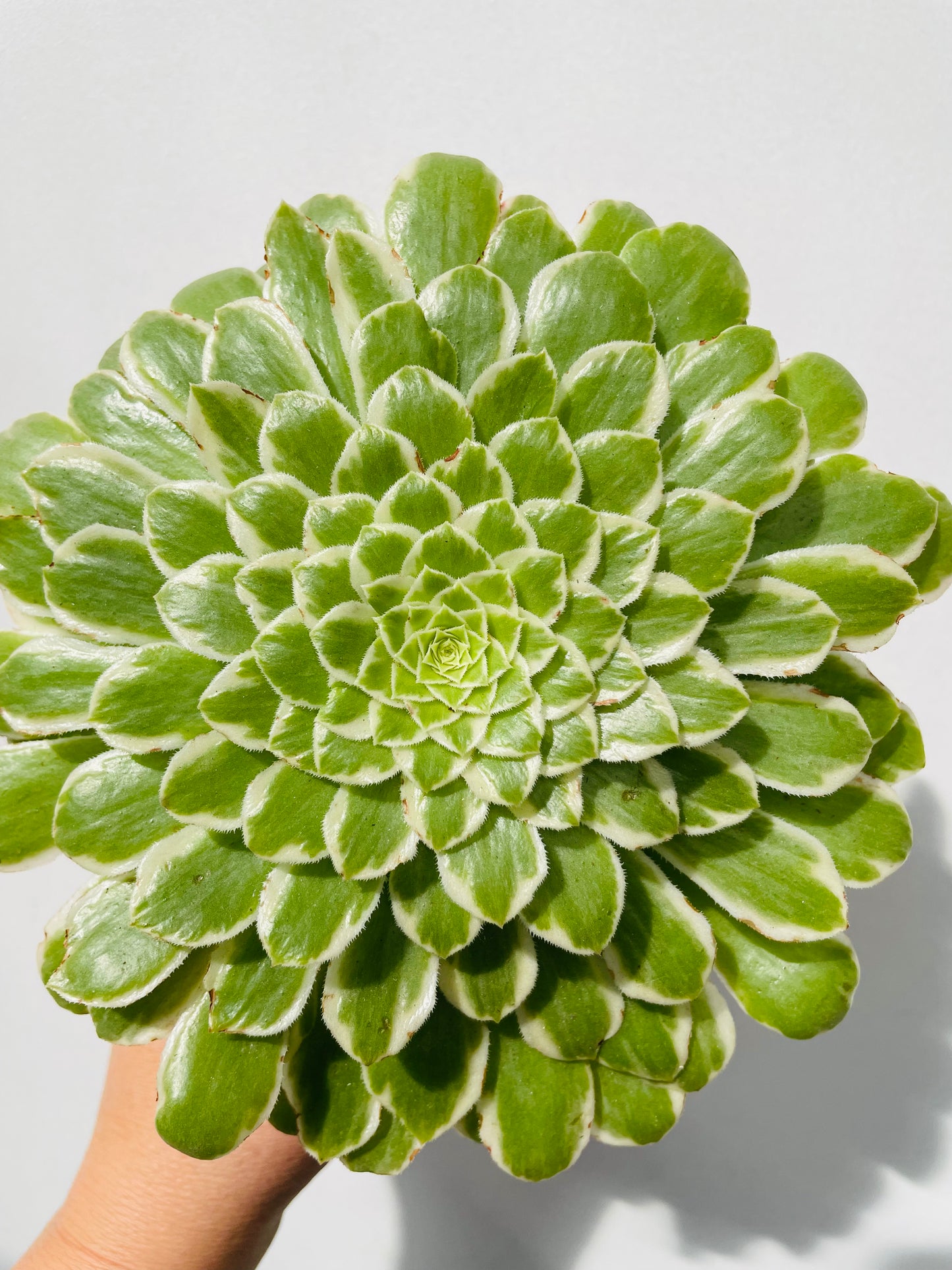 Aeonium tabuliforme variegata