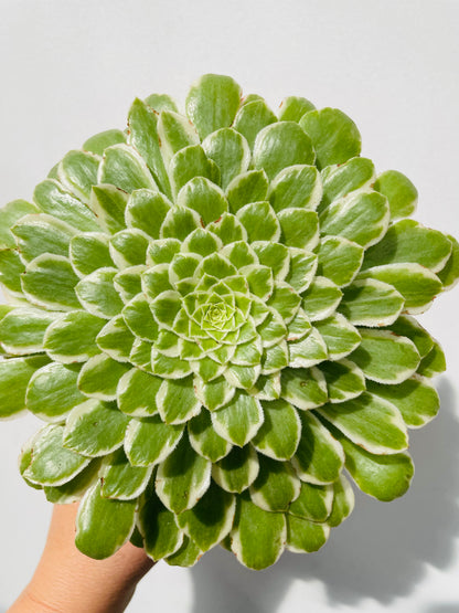 Aeonium tabuliforme variegata