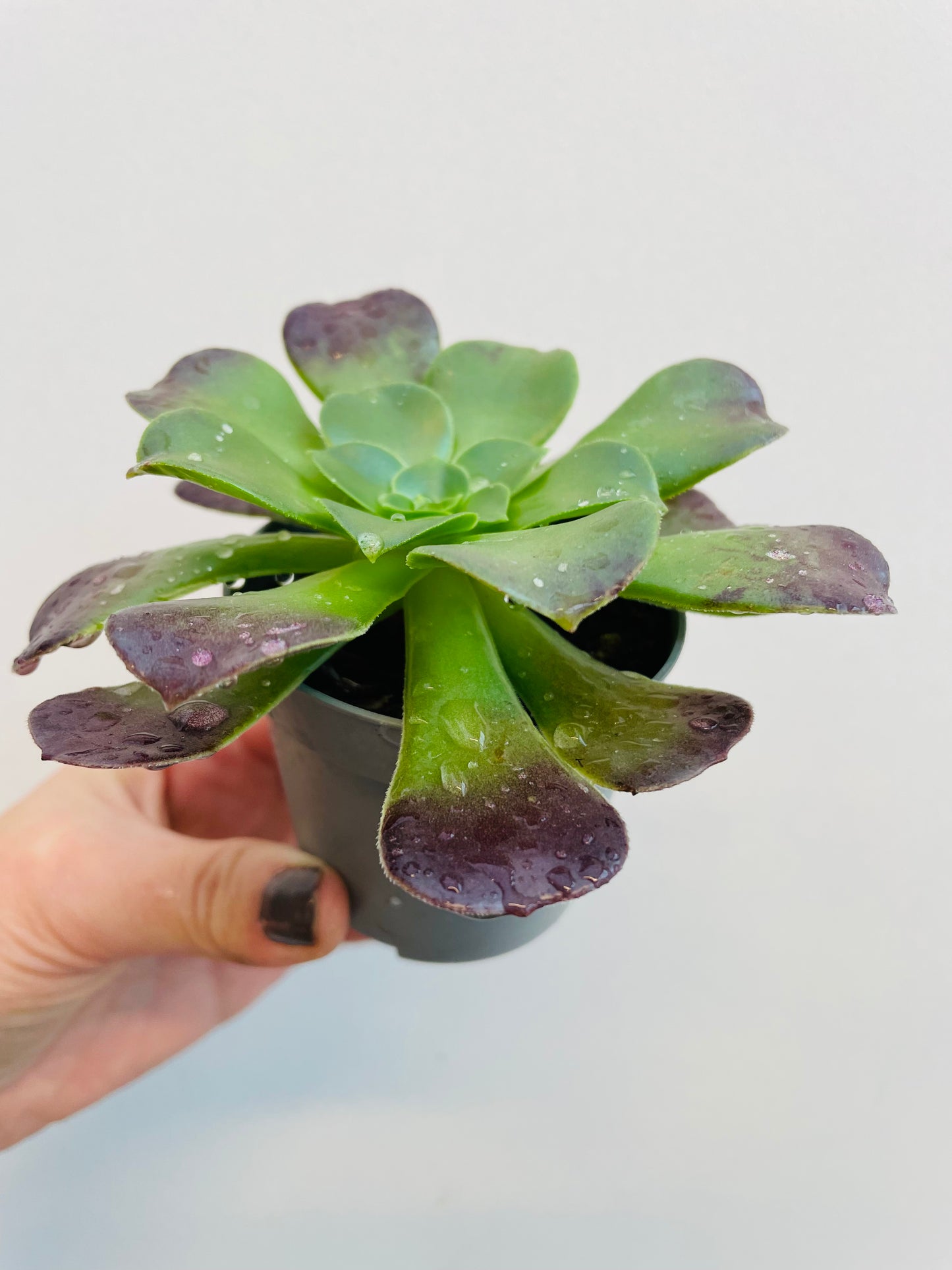 Bilde av Aeonium ‘Velour’-Spanne Plantesalg