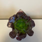 Bilde av Aeonium Velour-Spanne Plantesalg