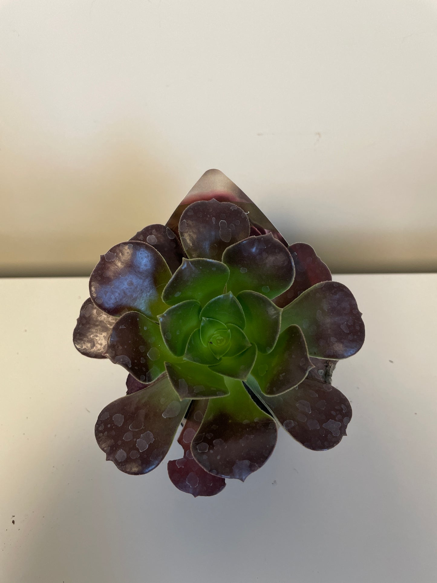 Bilde av Aeonium Velour-Spanne Plantesalg