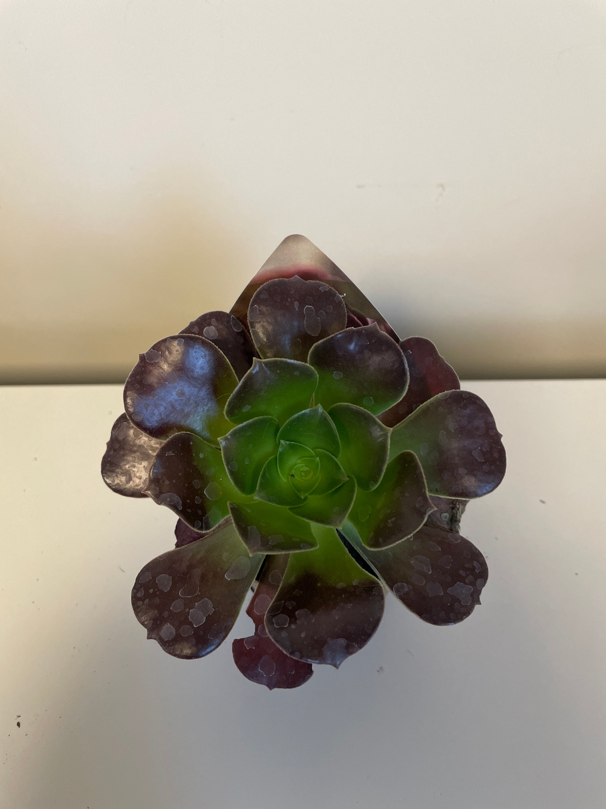 Bilde av Aeonium Velour-Spanne Plantesalg