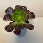 Bilde av Aeonium Velour-Spanne Plantesalg