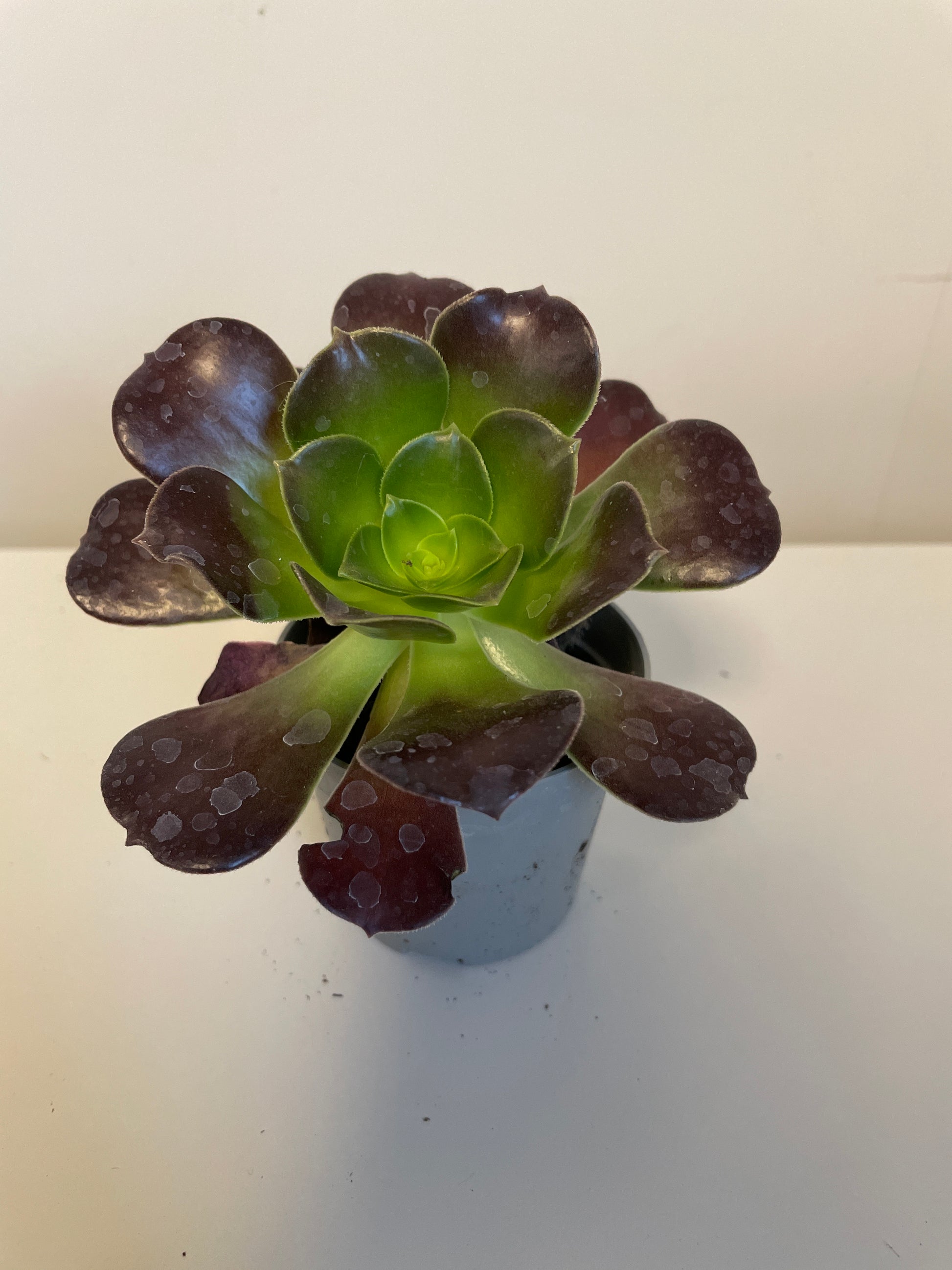 Bilde av Aeonium Velour-Spanne Plantesalg