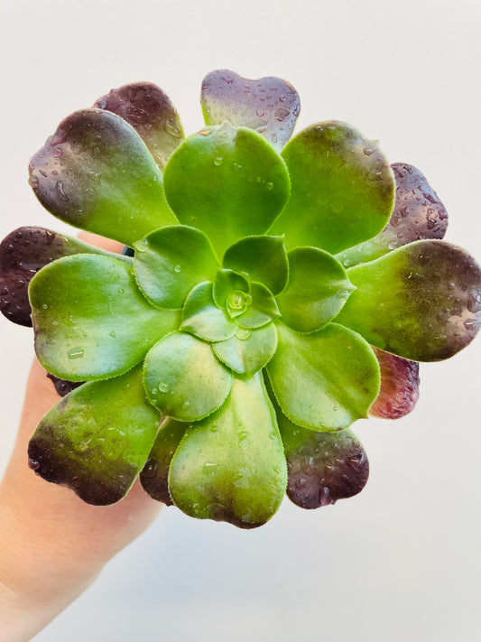 Bilde av Aeonium ‘Velour’-Spanne Plantesalg