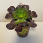 Bilde av Aeonium Velour-Spanne Plantesalg