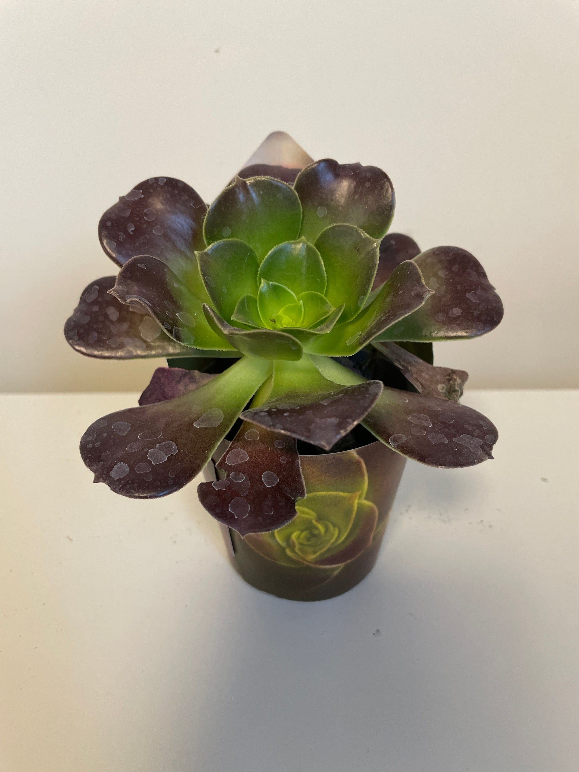 Bilde av Aeonium Velour-Spanne Plantesalg