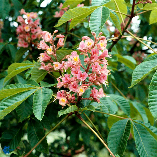 Bilde av Aesculus carnea 'Briotii'-Spanne Plantesalg