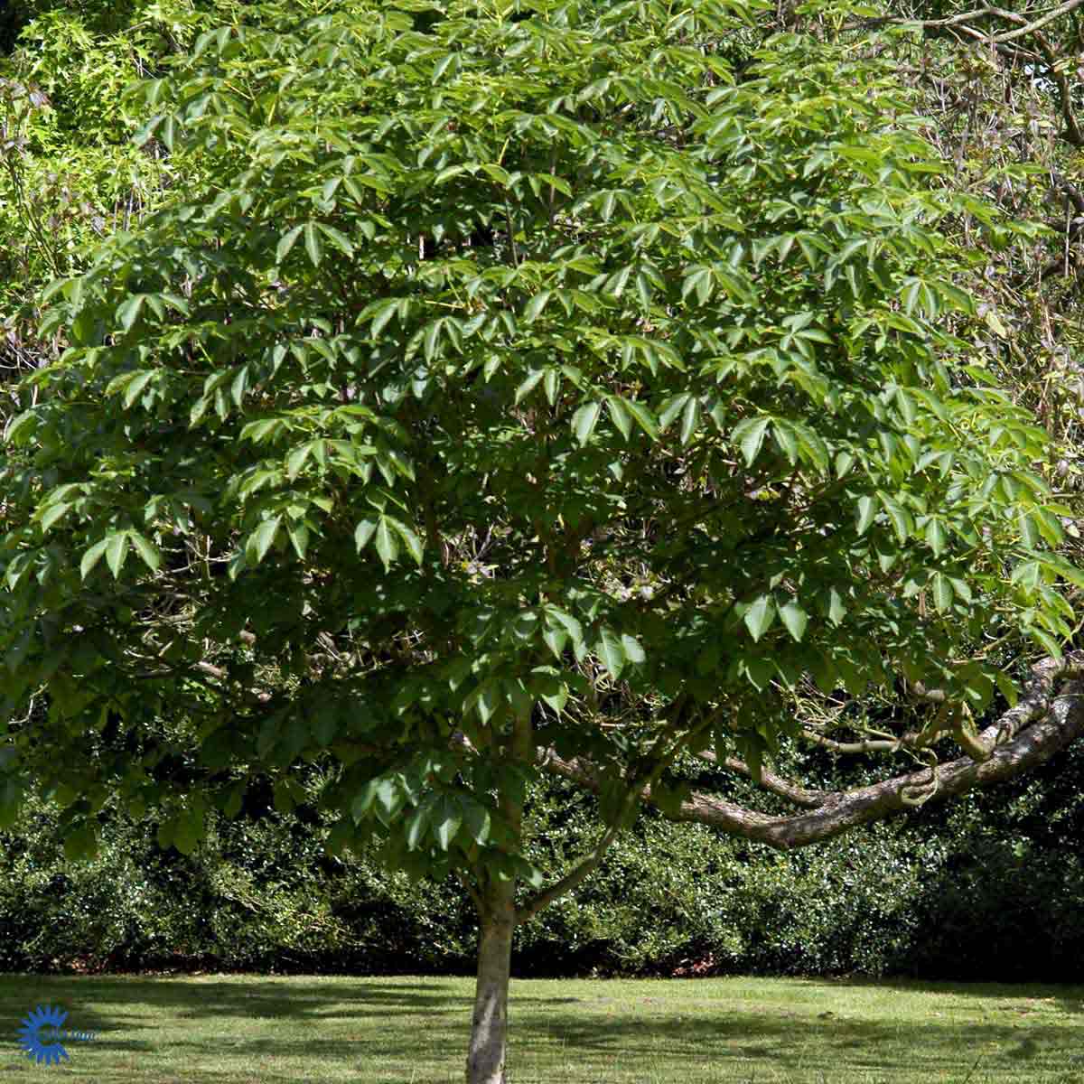 Bilde av Aesculus hippocastanum-Spanne Plantesalg