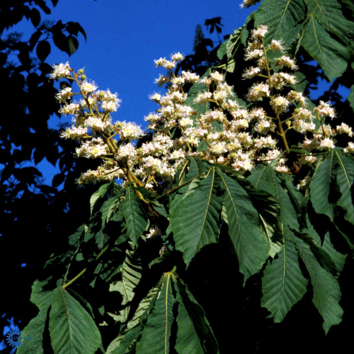 Bilde av Aesculus hippocastanum-Spanne Plantesalg