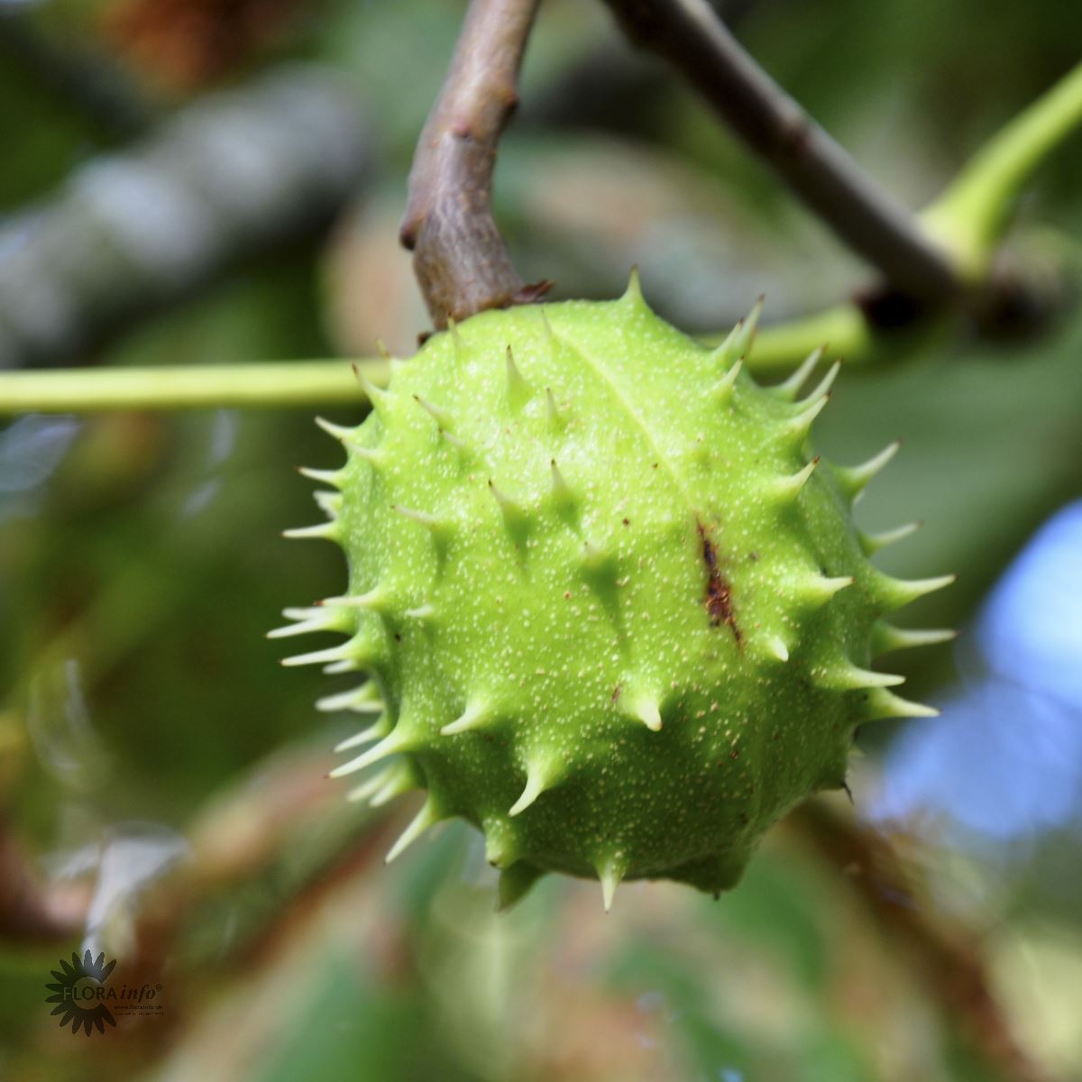 Bilde av Aesculus hippocastanum-Spanne Plantesalg