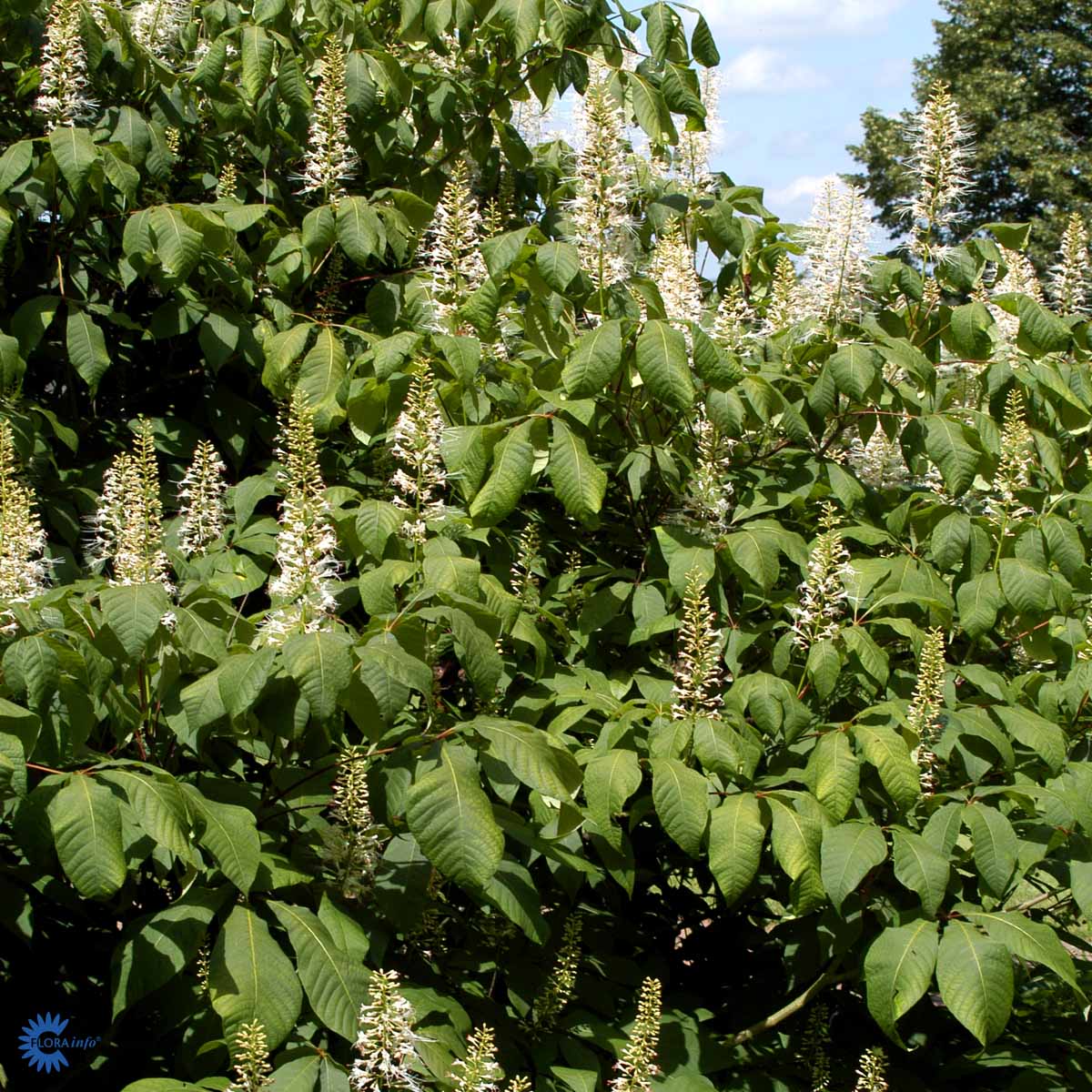 Bilde av Aesculus parviflora-Spanne Plantesalg