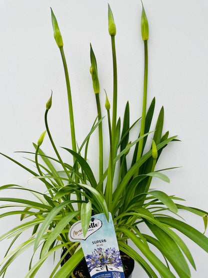 Bilde av Agapanthus ‘Amourette Blue’-Spanne Plantesalg
