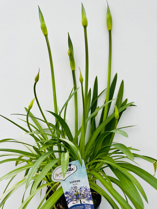 Bilde av Agapanthus ‘Amourette Blue’-Spanne Plantesalg