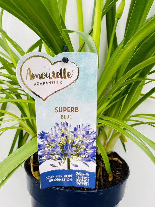 Bilde av Agapanthus ‘Amourette Blue’-Spanne Plantesalg