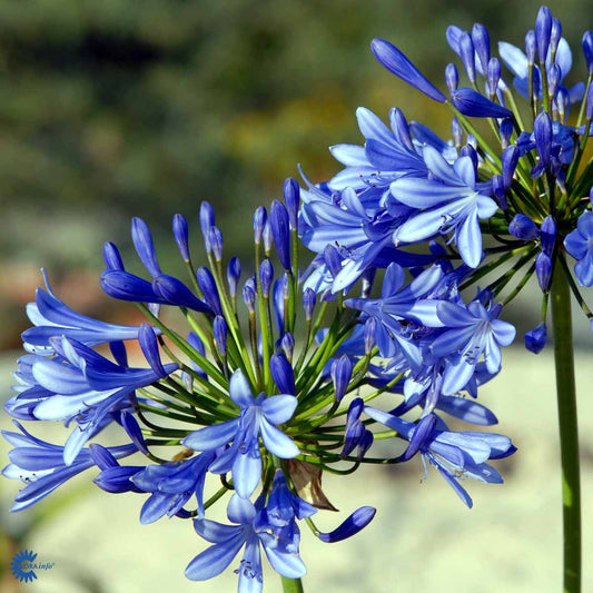 Bilde av Agapanthus Blå-Spanne Plantesalg