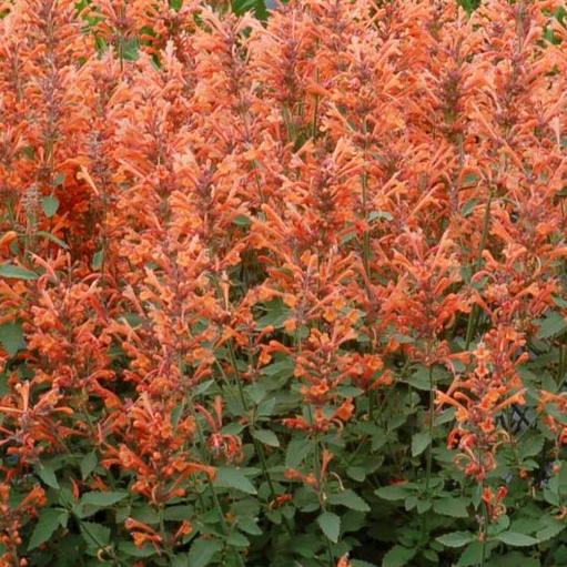 Bilde av Agastache 'Kudos Mandarin'-Spanne Plantesalg