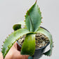 Bilde av Agave potatorum 8 cm potte-Spanne Plantesalg