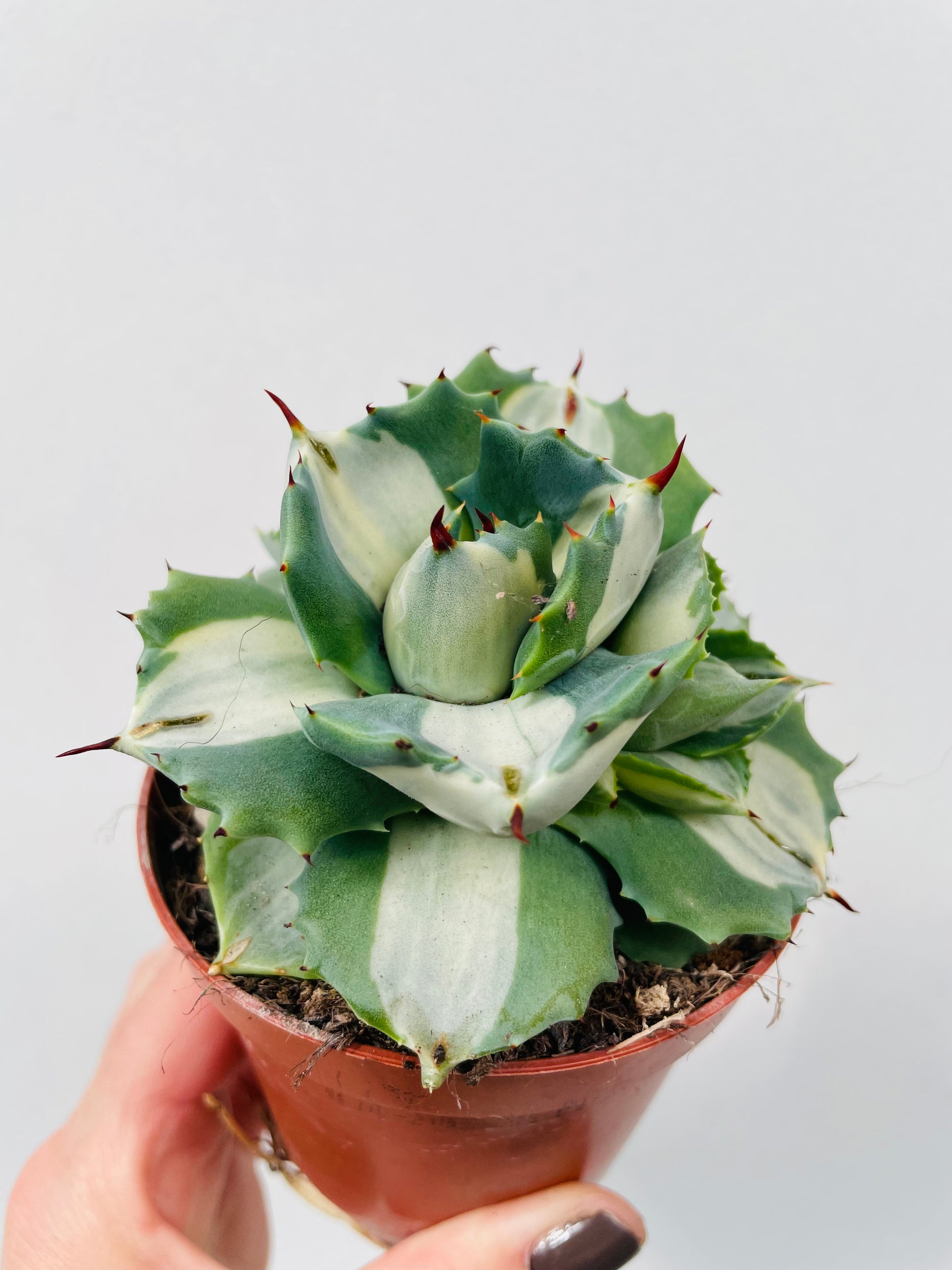 Bilde av Agave potatorum ‘Ouhi-Raijin Variegata’-Spanne Plantesalg