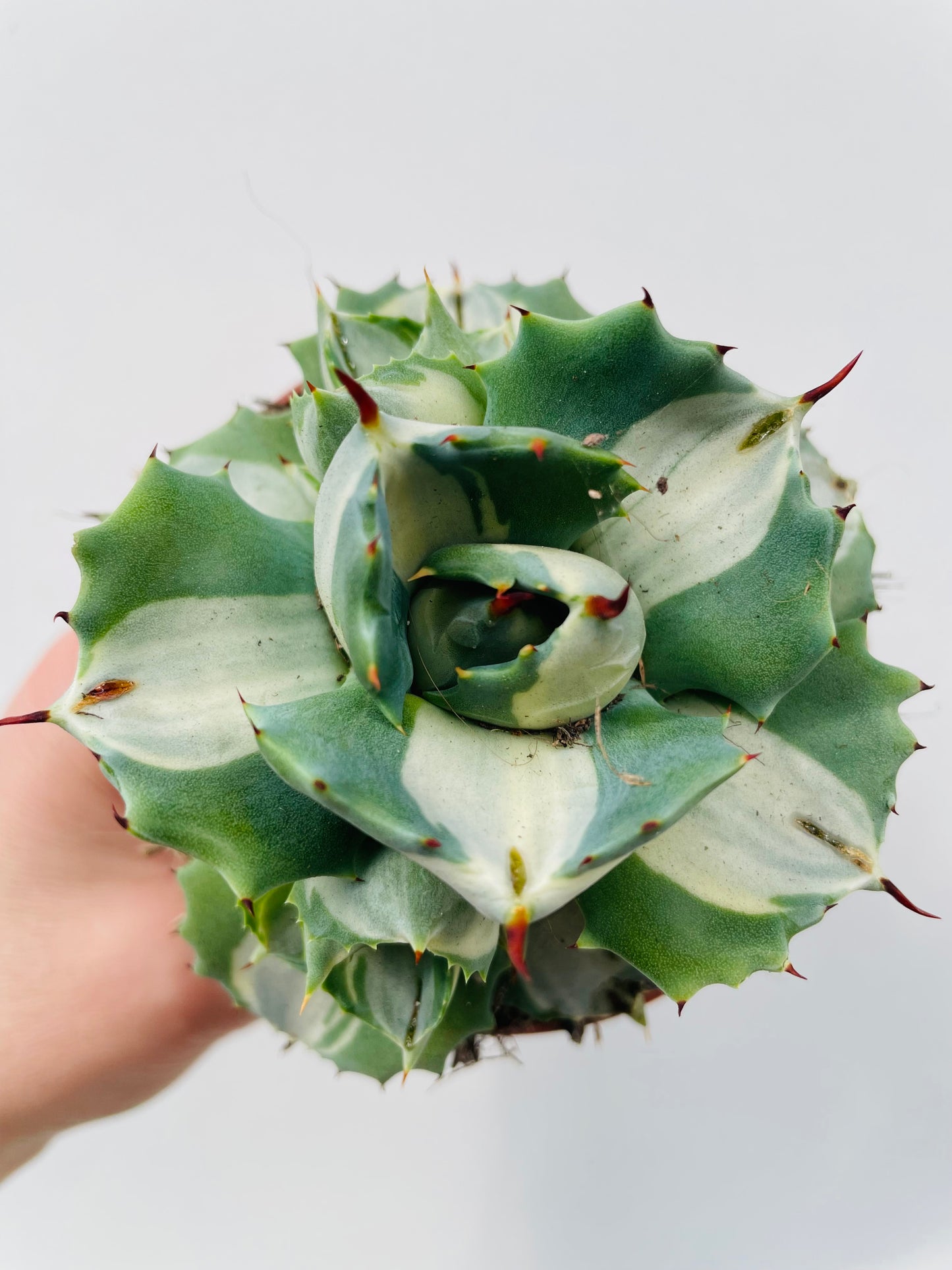 Bilde av Agave potatorum ‘Ouhi-Raijin Variegata’-Spanne Plantesalg