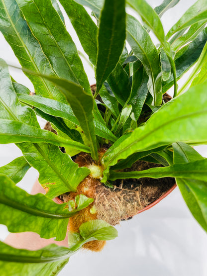 Bilde av Aglaomorpha coronans ‘Jim’-Spanne Plantesalg