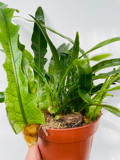 Bilde av Aglaomorpha coronans ‘Jim’-Spanne Plantesalg
