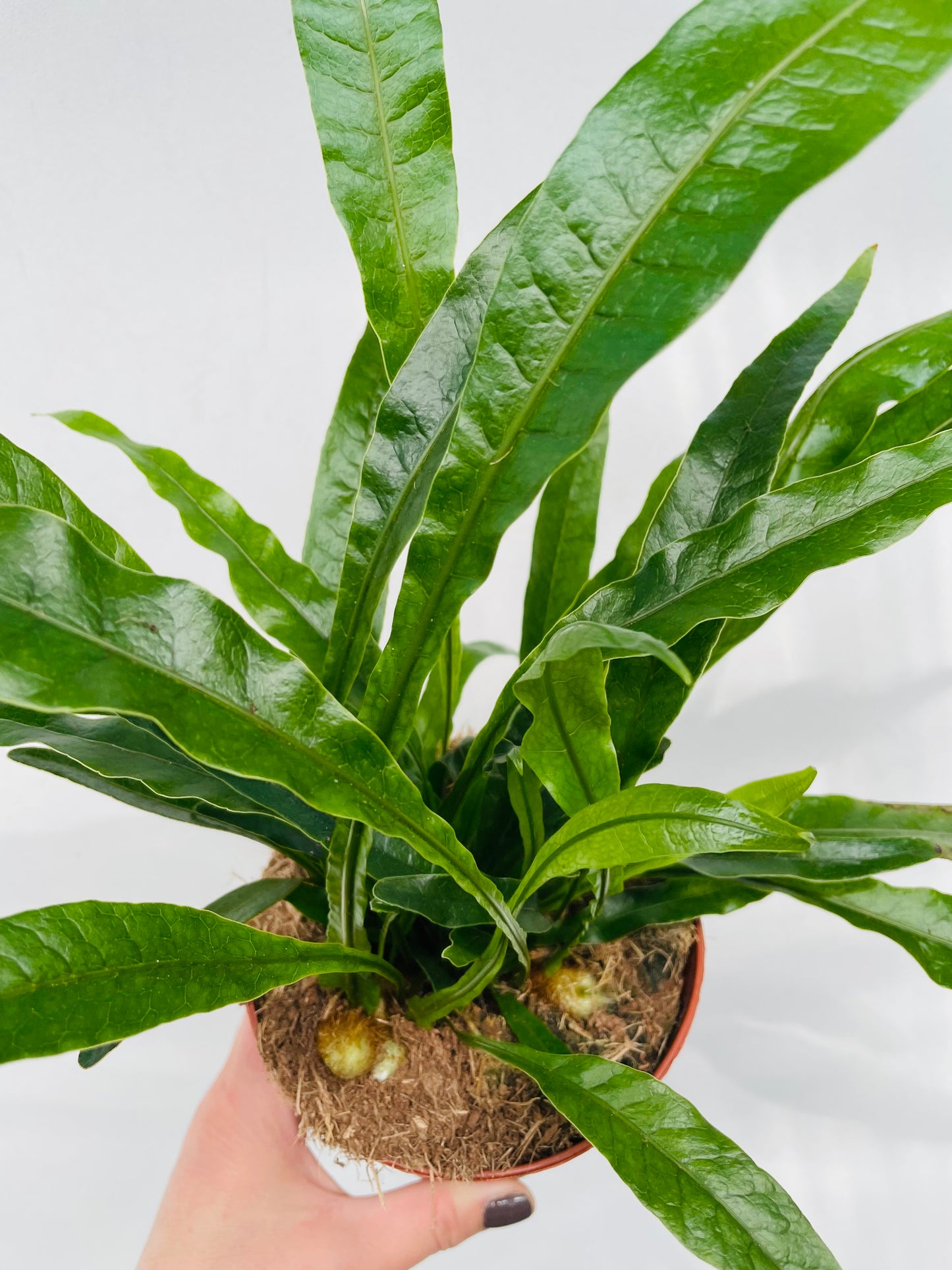 Bilde av Aglaomorpha coronans ‘Jim’-Spanne Plantesalg