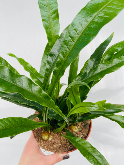 Bilde av Aglaomorpha coronans ‘Jim’-Spanne Plantesalg