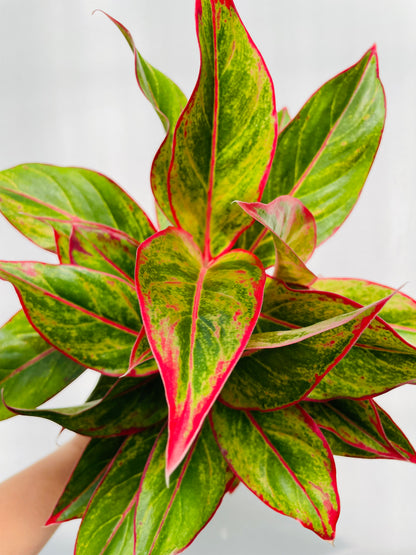 Bilde av Aglaonema ‘Jungle Lava’-Spanne Plantesalg