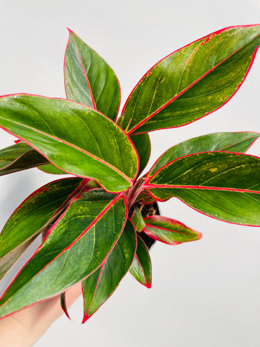 Bilde av Aglaonema ‘Jungle Red’-Spanne Plantesalg